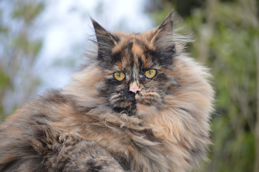 Female Maine Coons